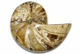 Polished Fossil Nautilus (Cymatoceras) - Madagascar #378996-1